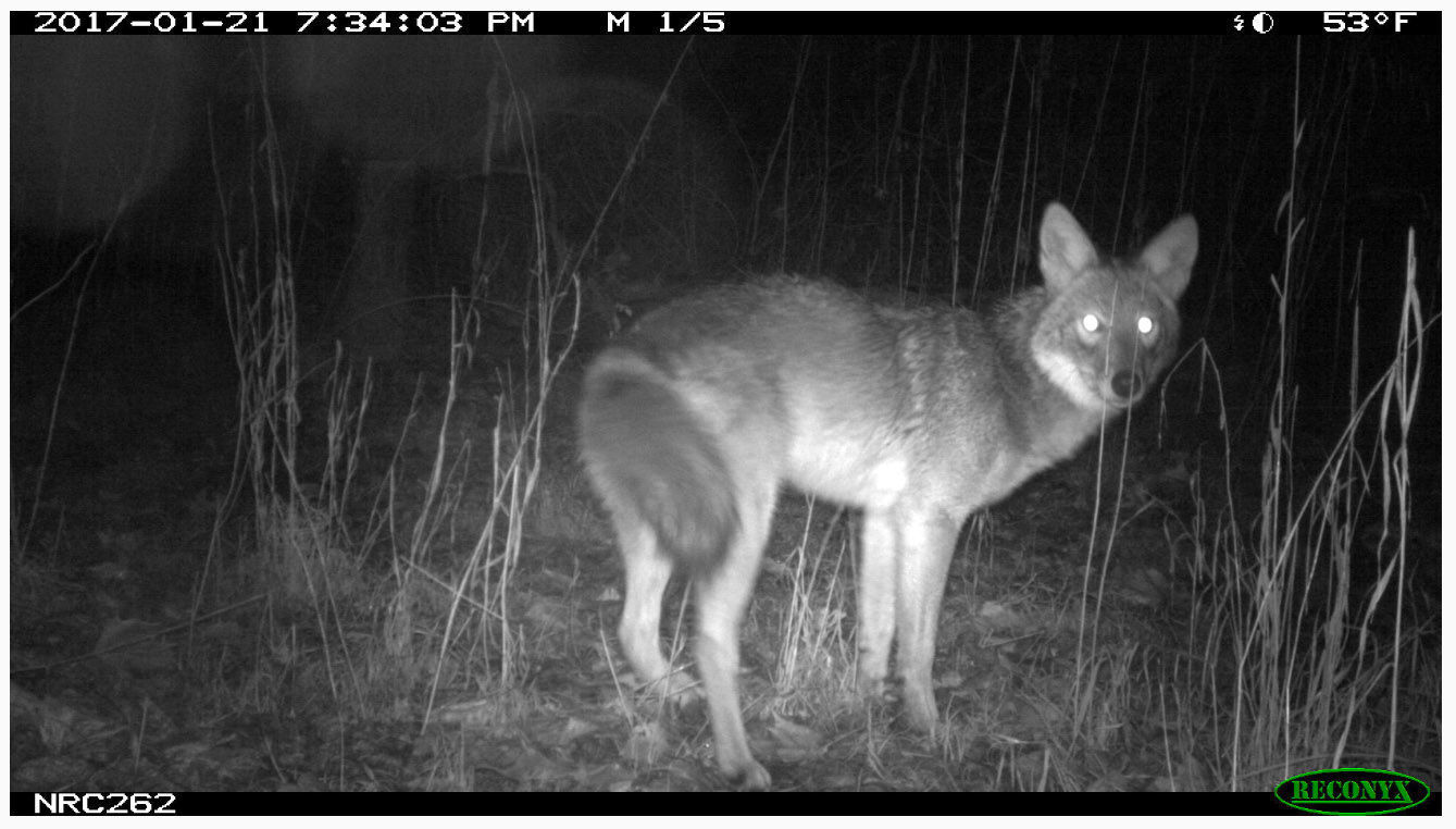 N.C. Candid Critters